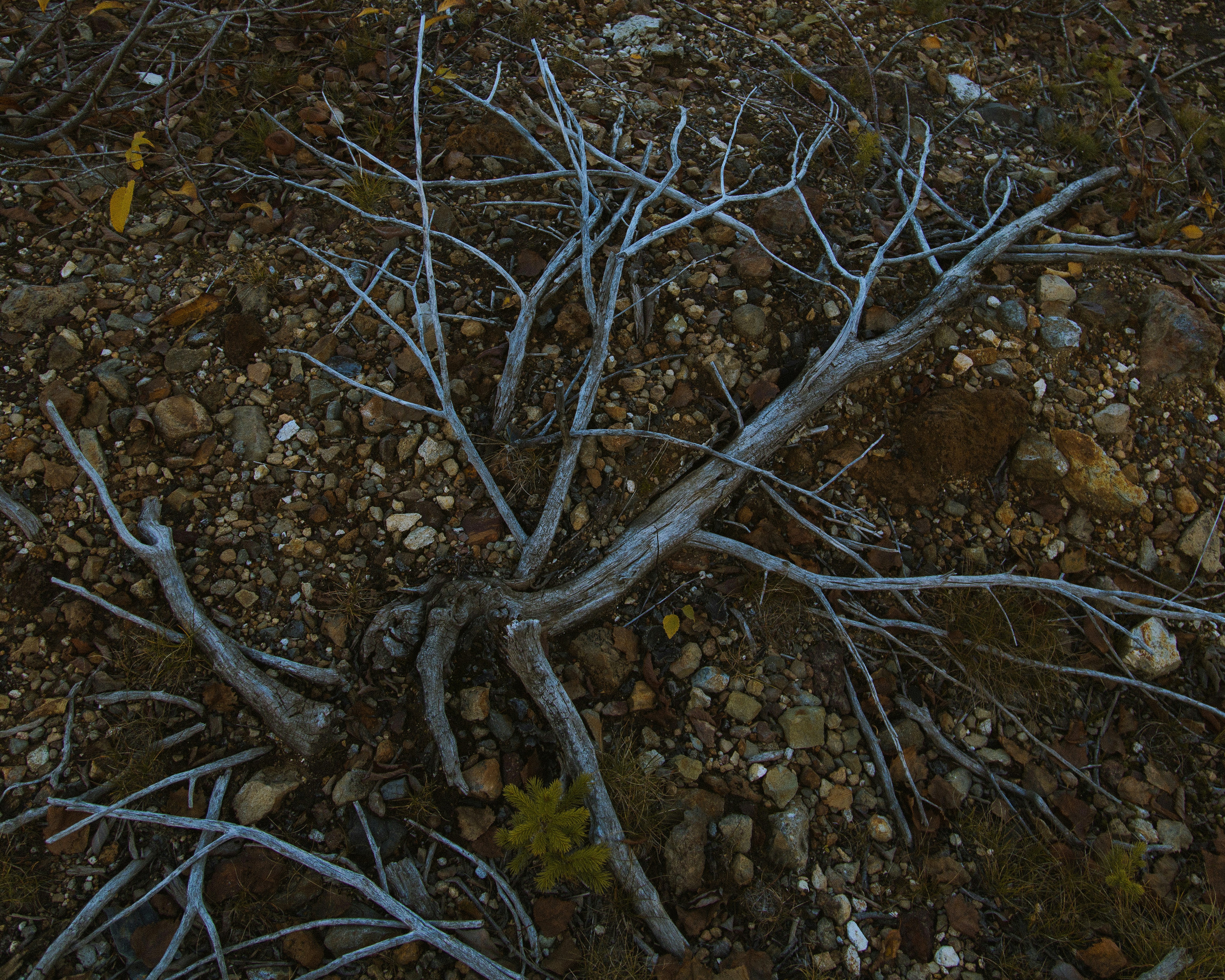 a tree branch with dry leaves