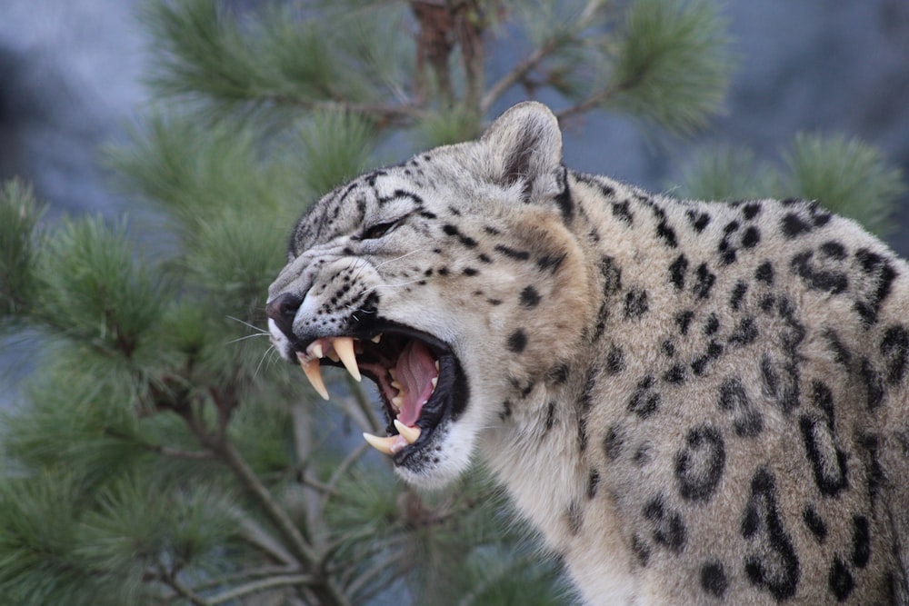 a cheetah with its mouth open