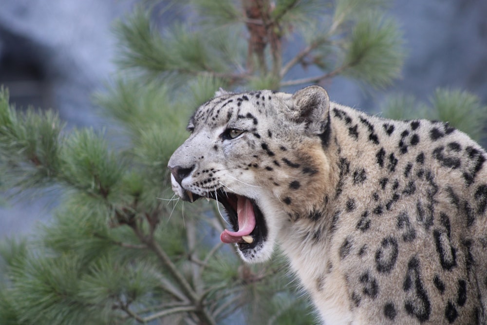 a cheetah licking a tree