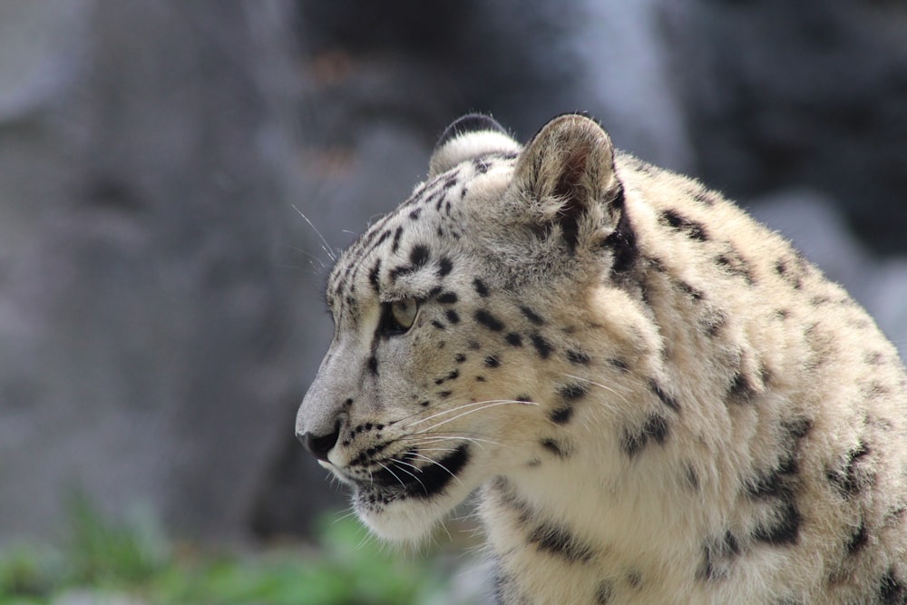 a close up of a leopard