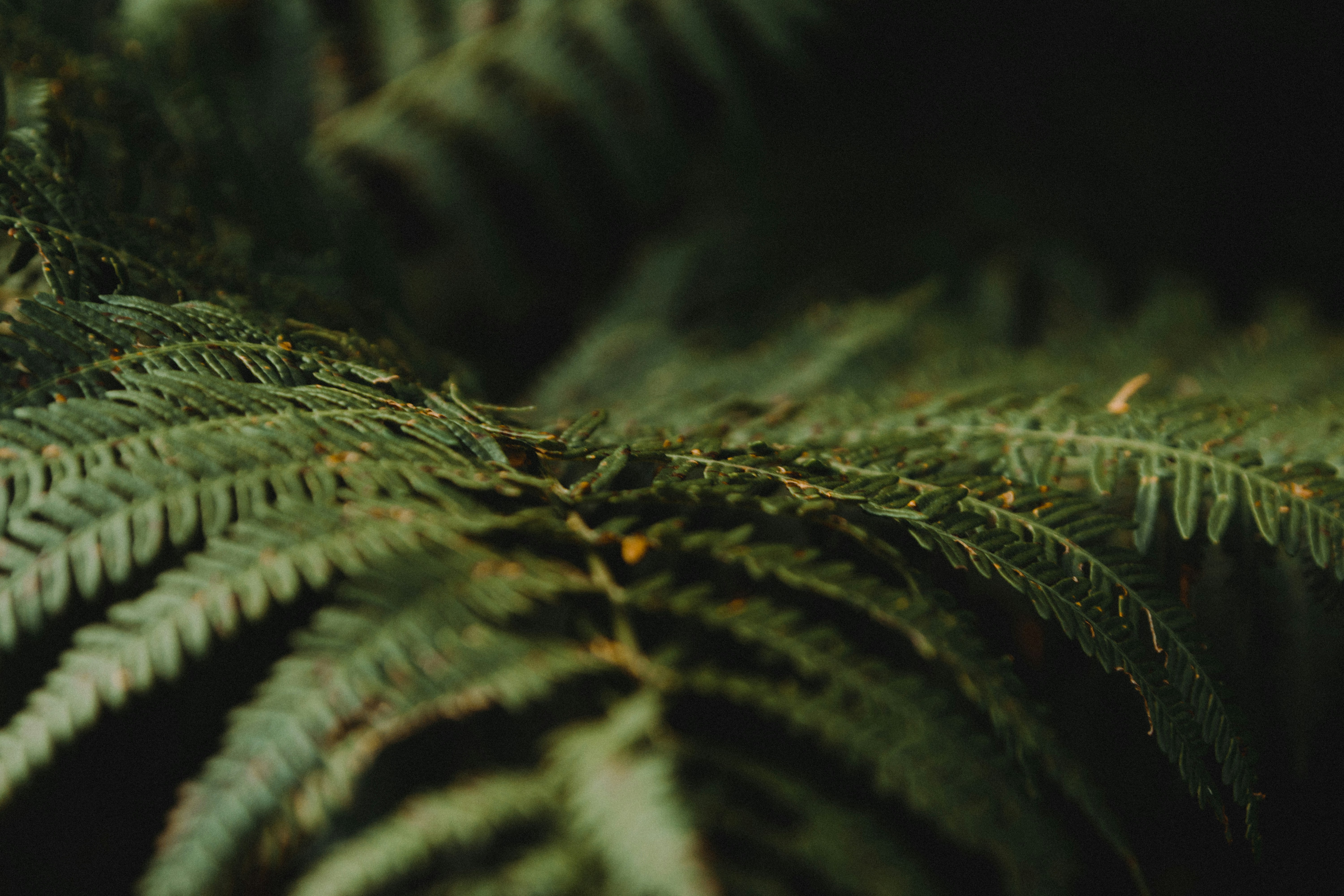 Photo by laurentzziu