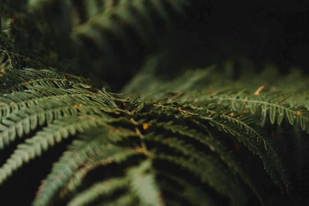 close up of a pine tree