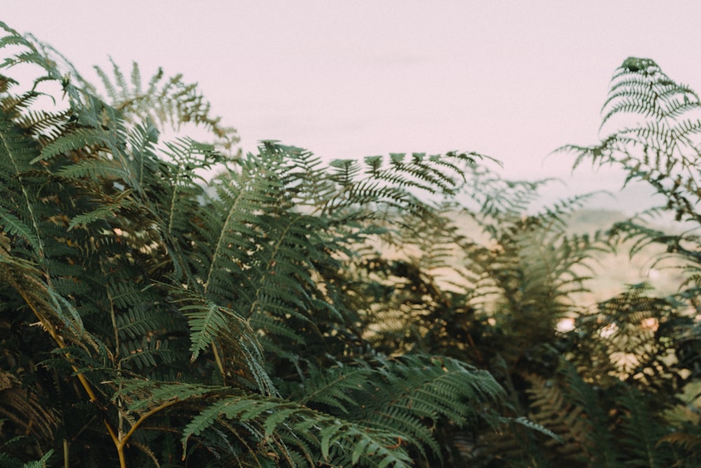 a group of trees