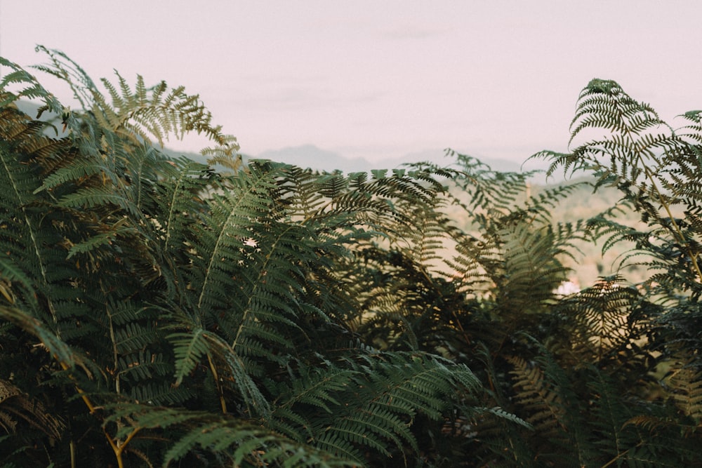 a group of trees