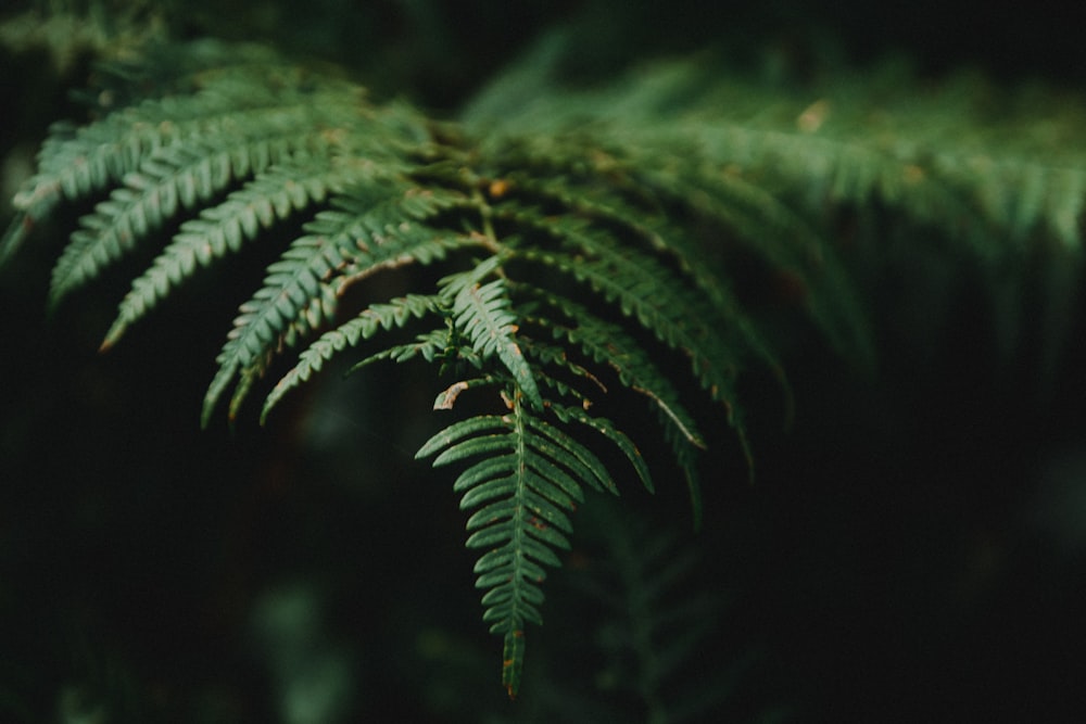 Gros plan d’une plante verte