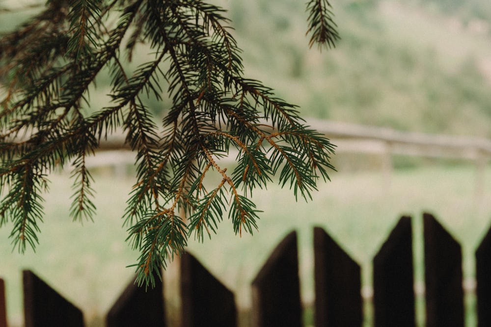 a tree with leaves