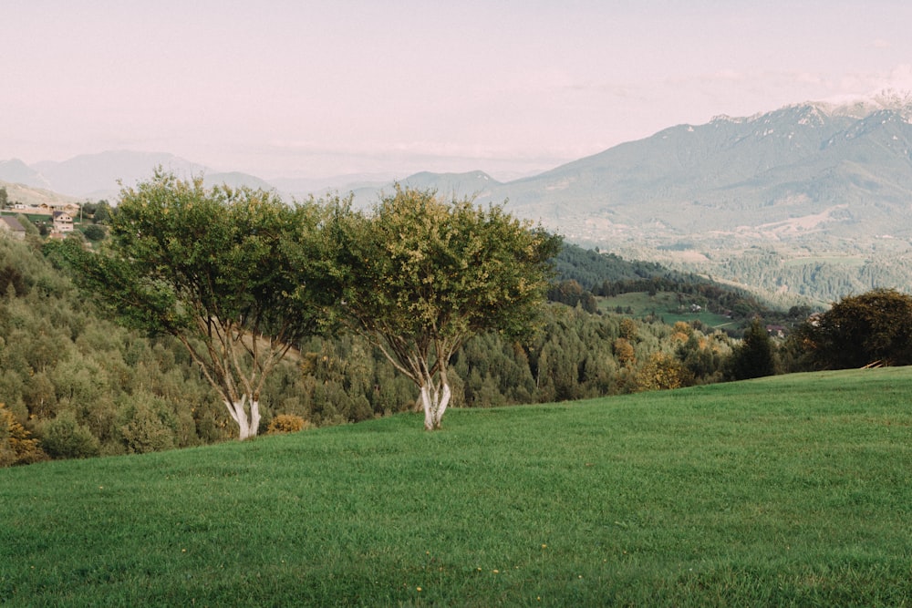 a grassy field with trees and mountains in the background