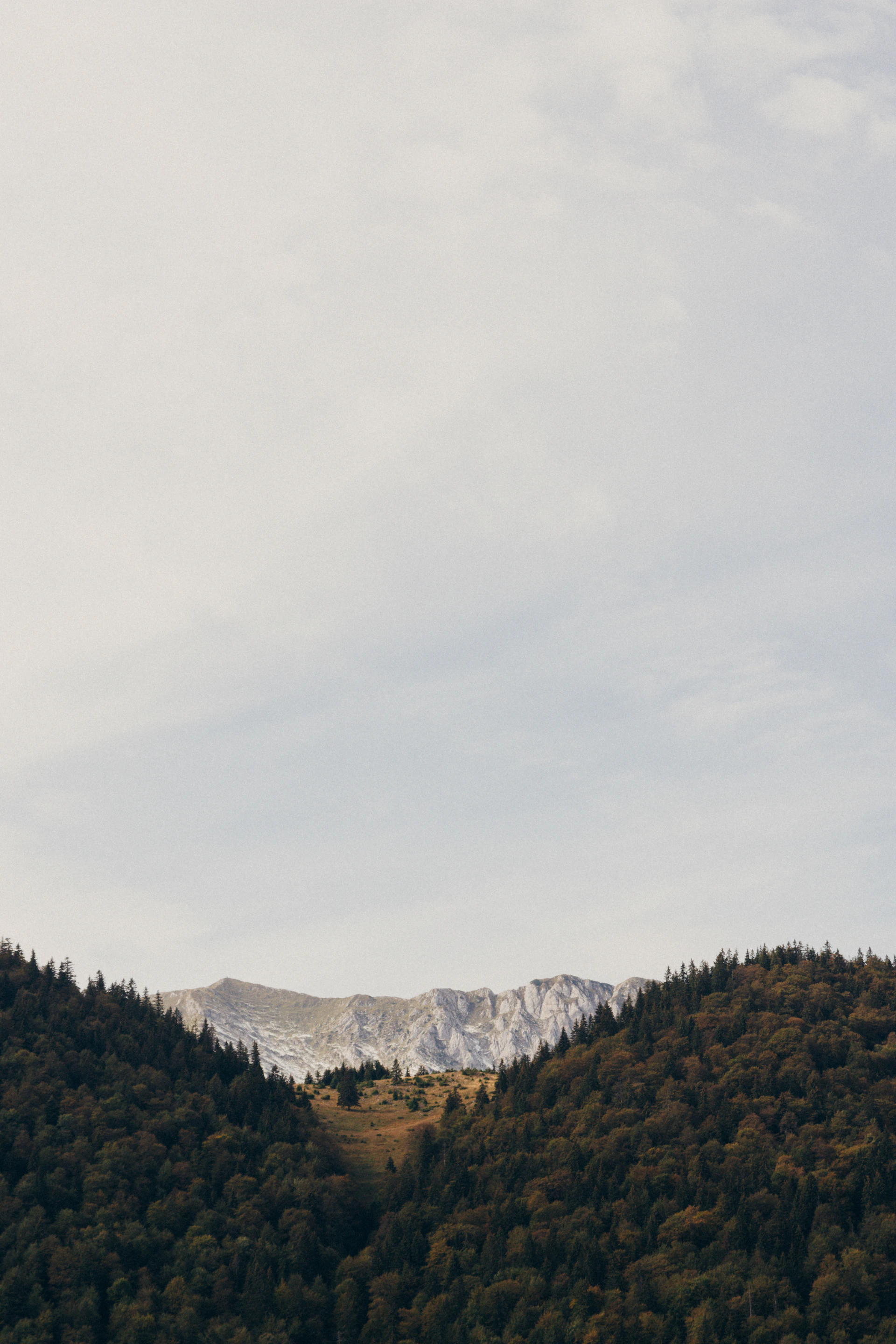 a snowy mountain with trees
