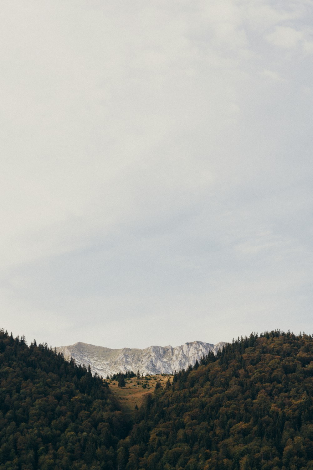 a snowy mountain with trees