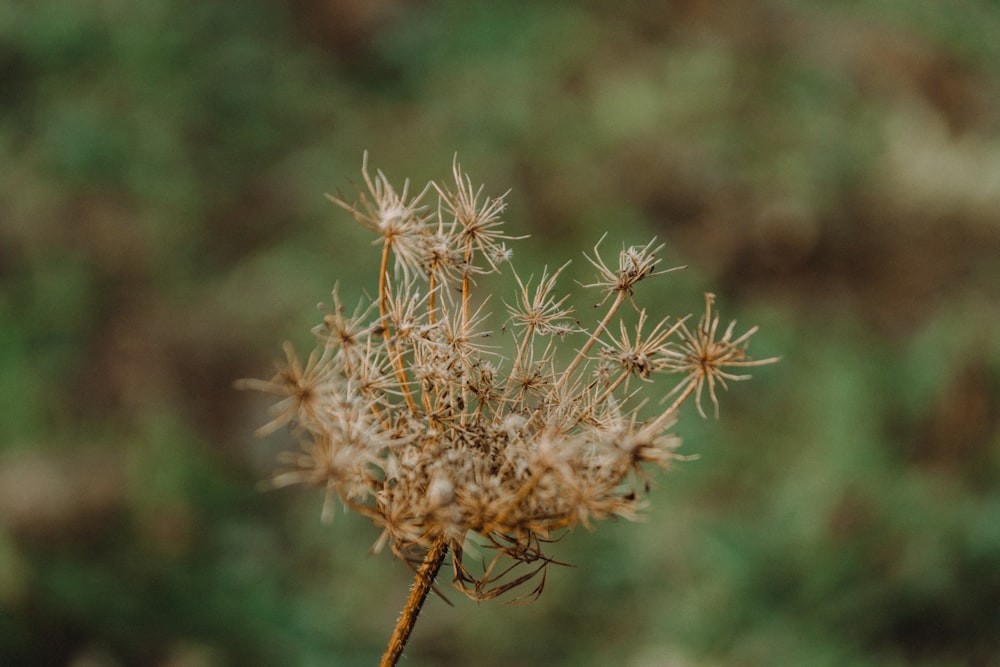 a close up of a plant