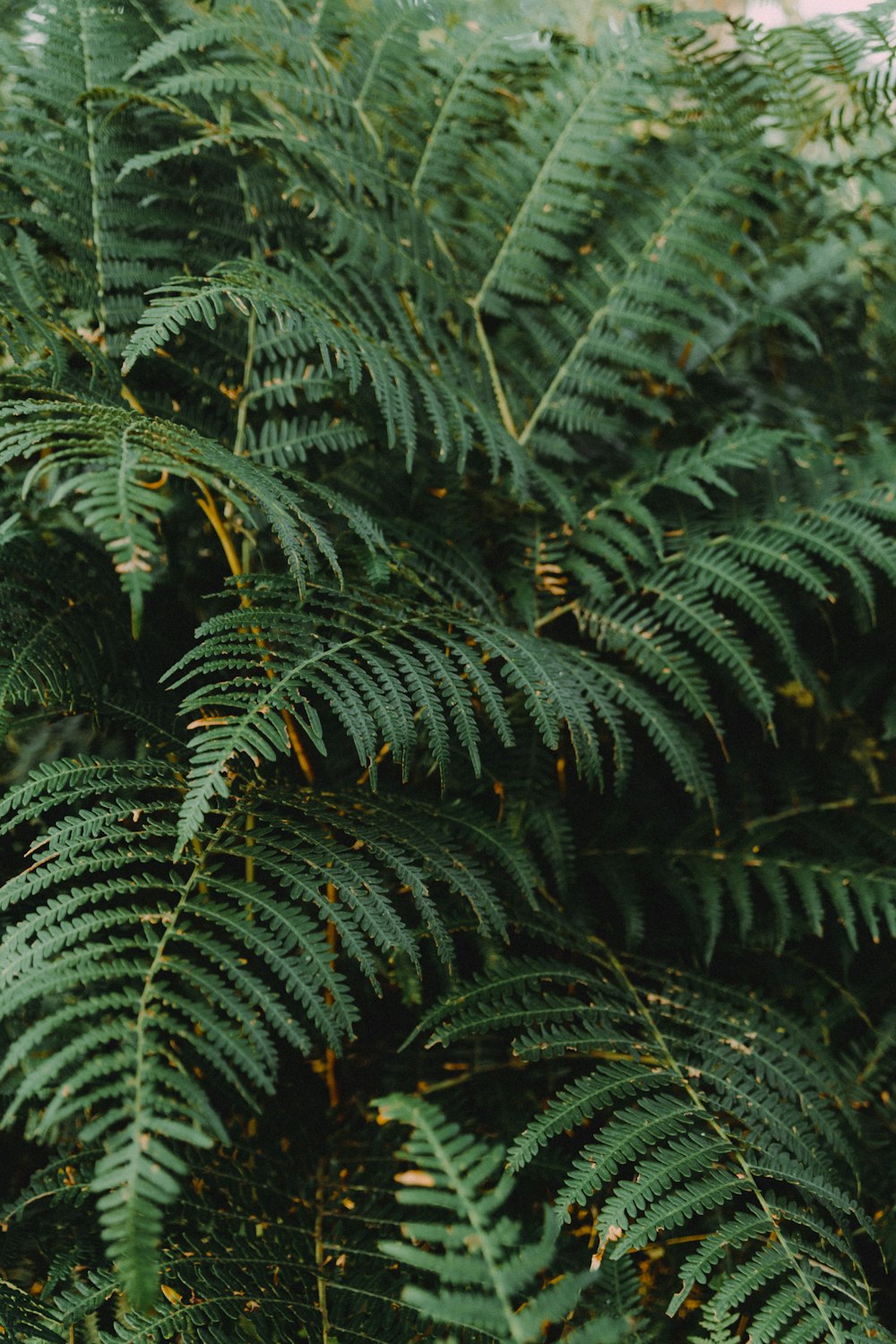 un gros plan de quelques plantes