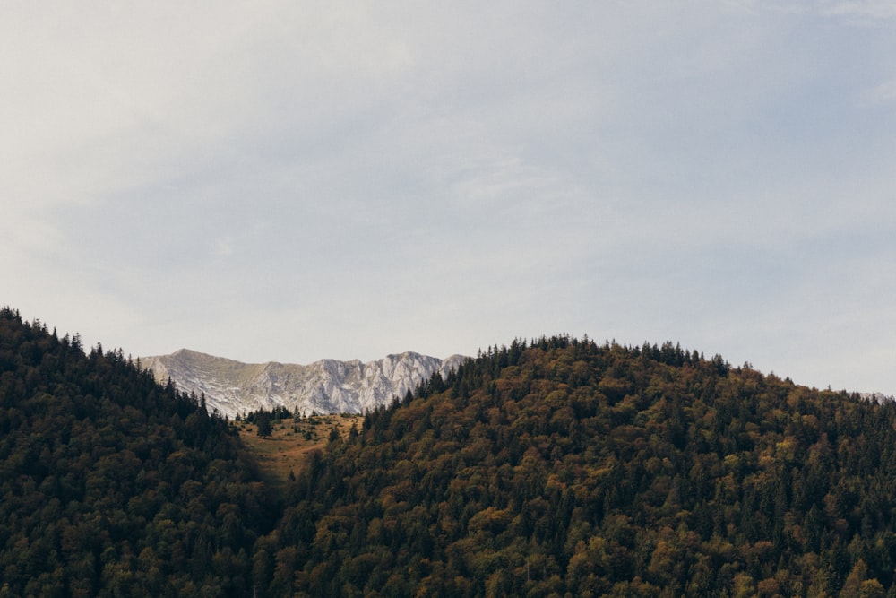 a snowy mountain with trees