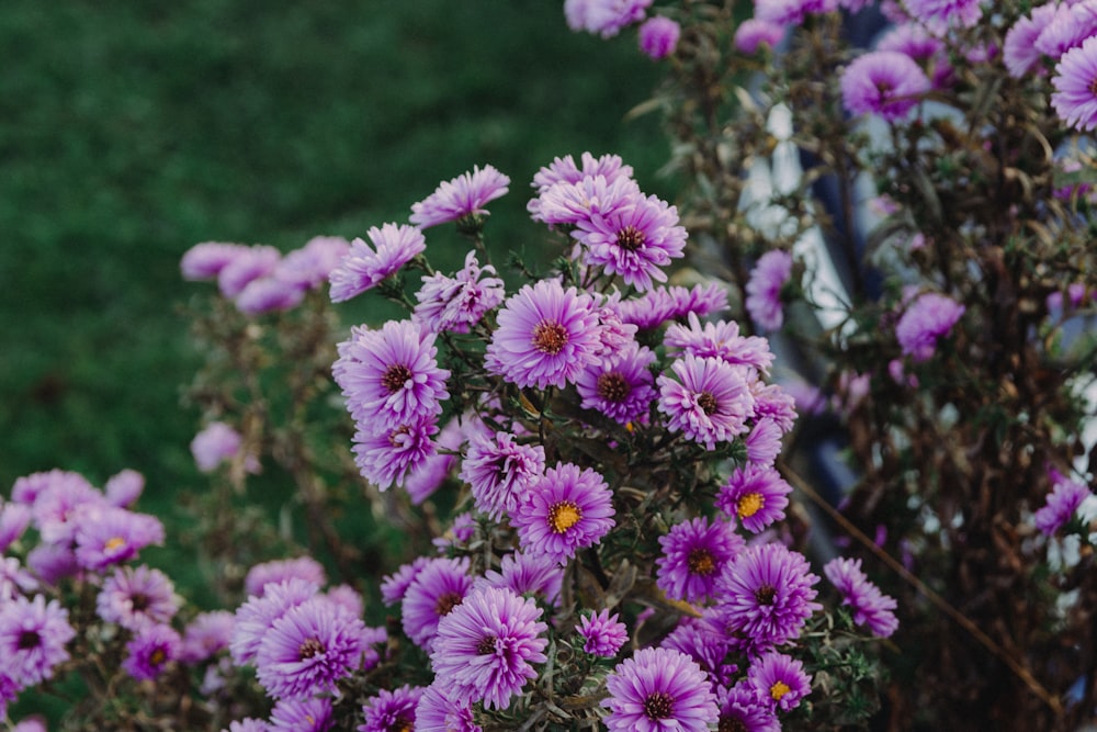 a group of purple flowers