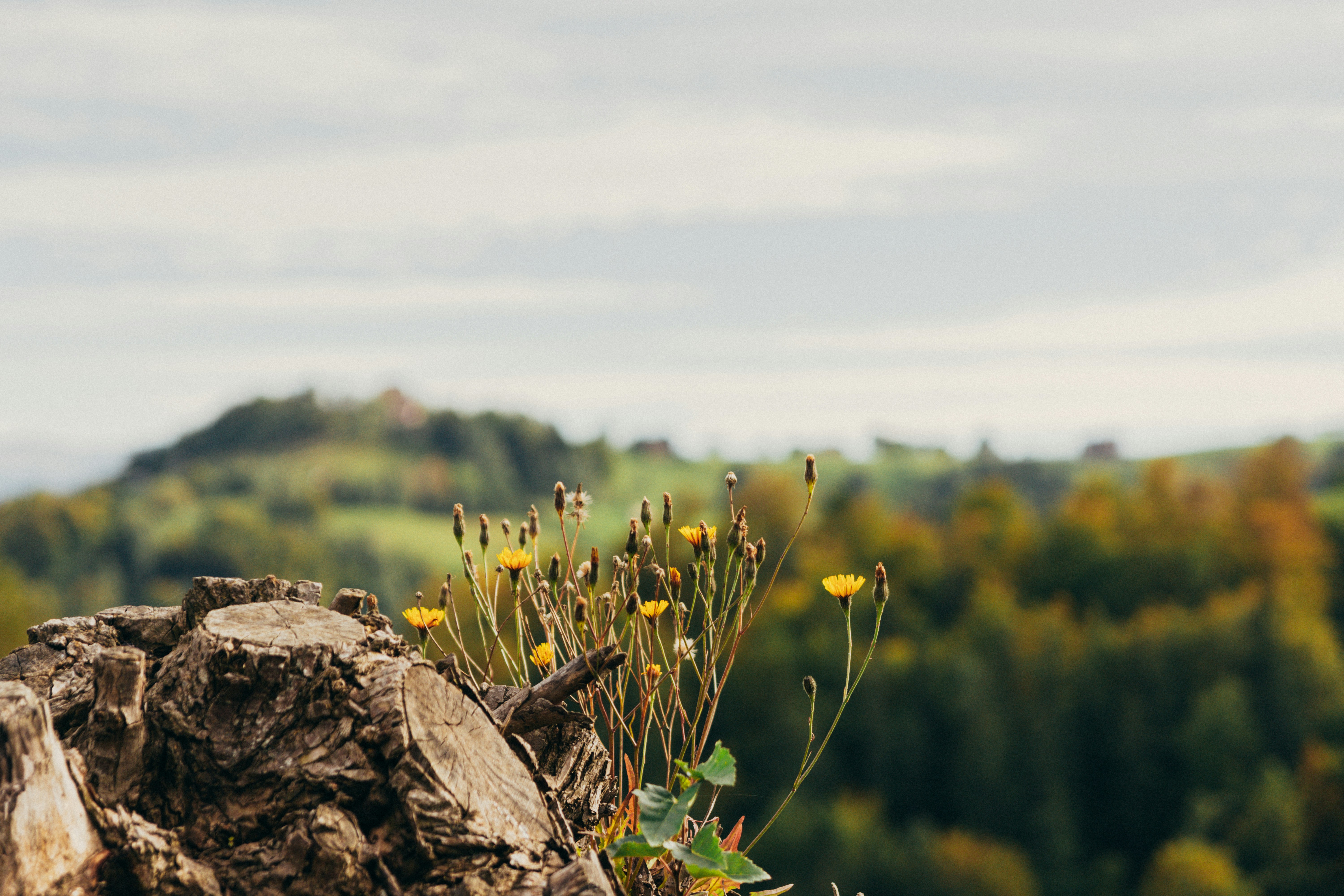 Photo by laurentzziu