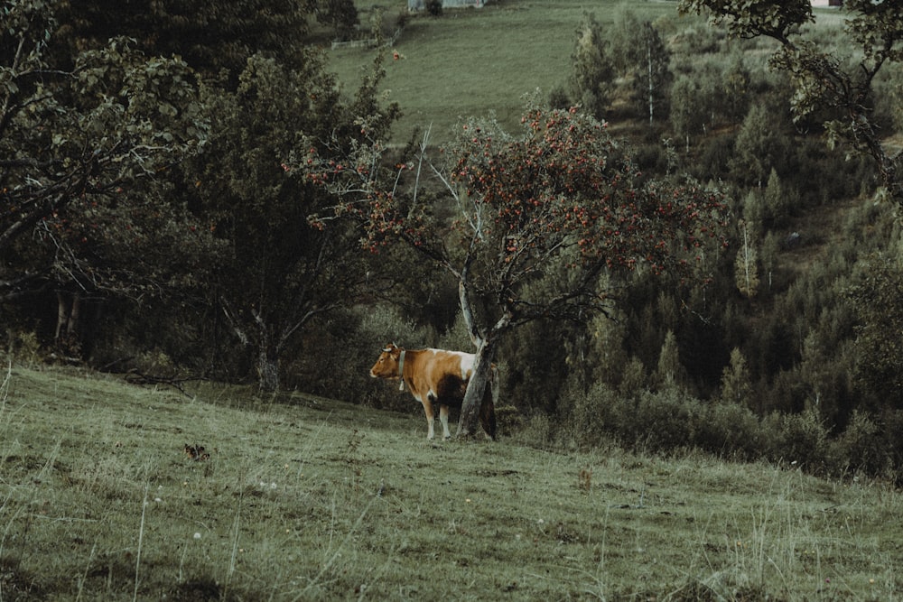 une vache debout dans un champ