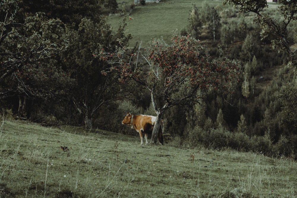 Una vaca parada en un campo