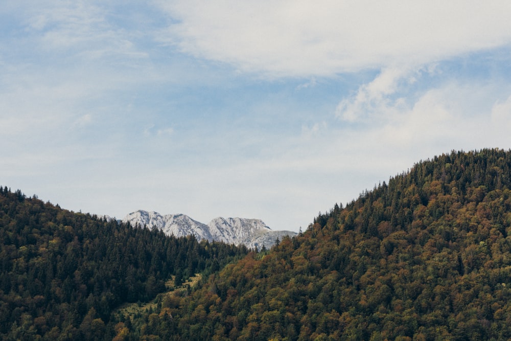 Une montagne avec des arbres et de la neige