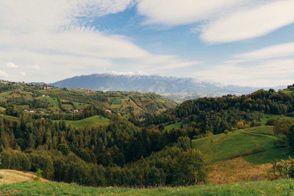 Un paysage avec des arbres et des collines