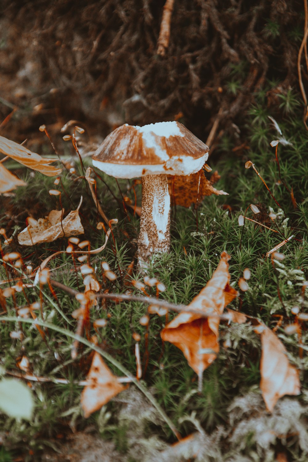 a mushroom growing in the ground