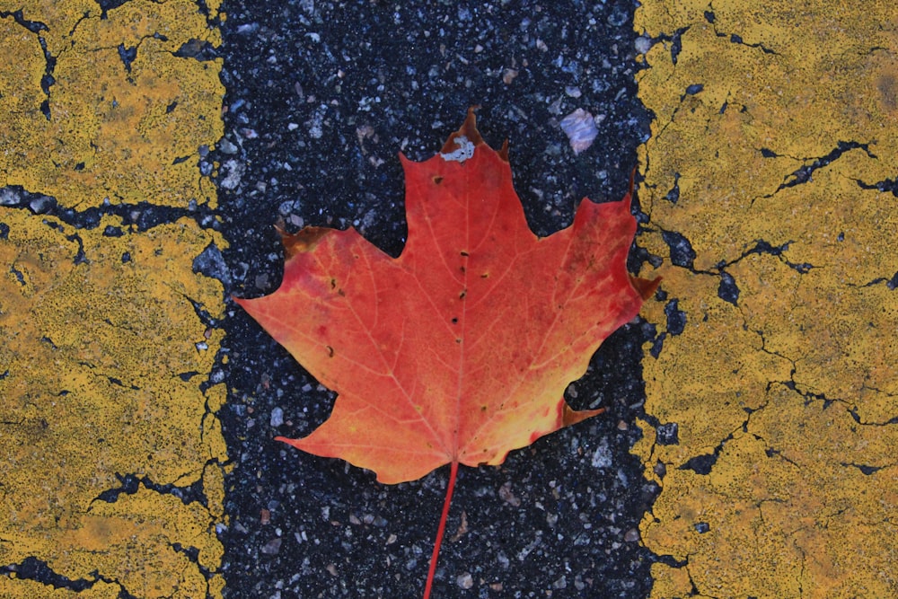 a red leaf on a wet surface