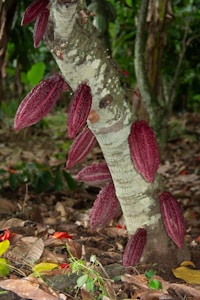 A tree trunk with several deep red cocoa pods growing directly from the bark is surrounded by lush green foliage in a tropical setting. Fallen leaves and vibrant patches of color are scattered on the forest floor.