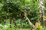 Close-up of ripe organic cacao pods hanging on a lush tree in the plantation