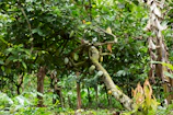 Farmers carefully harvesting cacao pods under a bright emerald green canopy