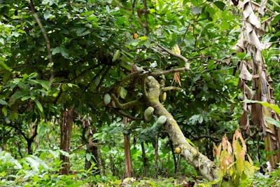 Close-up of ripe organic cacao pods hanging on a lush tree in the plantation