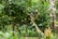 A lush forest scene featuring a cacao tree with several cacao pods hanging from its branches. The tree is surrounded by dense green foliage, with large leaves and some fallen banana leaves visible on the ground. The setting appears tropical and verdant.