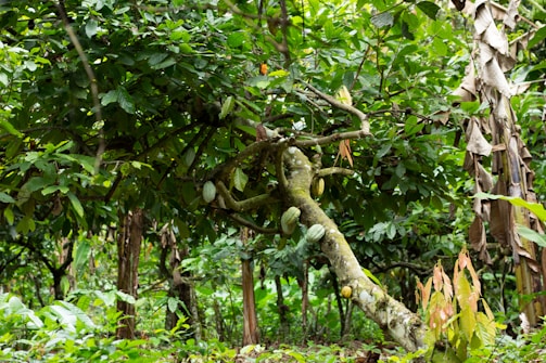 A rustic hacienda courtyard with cacao pods drying under the sun and livestock grazing nearby.