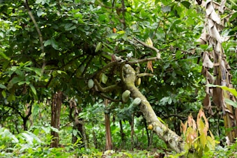 A lush forest scene featuring a cacao tree with several cacao pods hanging from its branches. The tree is surrounded by dense green foliage, with large leaves and some fallen banana leaves visible on the ground. The setting appears tropical and verdant.