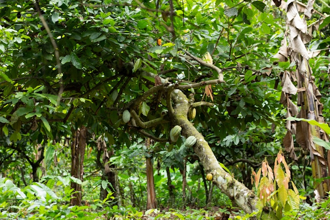Explorando la Cultura del Cacao en México y Centroamérica