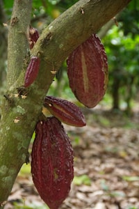 Several cacao pods with a rough, reddish-brown surface hang from a thick tree branch in a lush, green environment. The tree's bark has a mottled texture, and the forest floor is covered with fallen leaves.