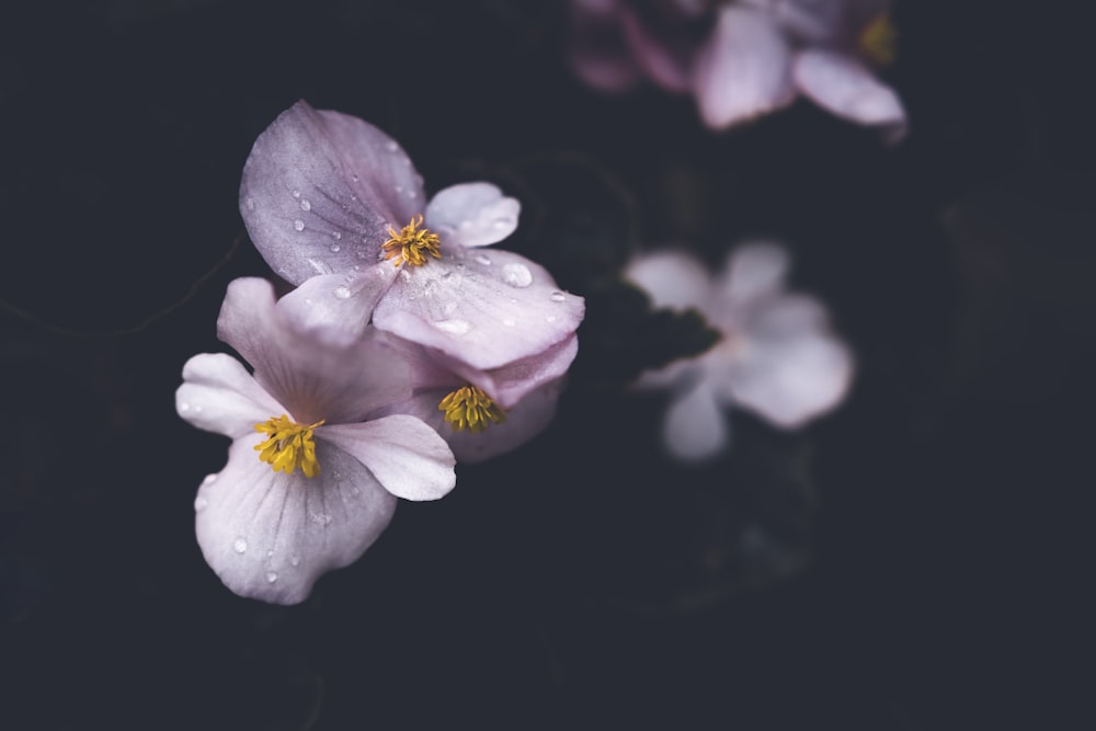 a close up of flowers