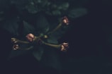 Dark, moody image featuring several small, closed pink flowers amidst dark green leaves with minimal lighting, creating a mysterious atmosphere.