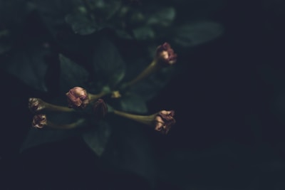 Dark, moody image featuring several small, closed pink flowers amidst dark green leaves with minimal lighting, creating a mysterious atmosphere.