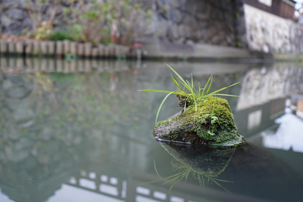 Una pequeña planta que crece en un estanque