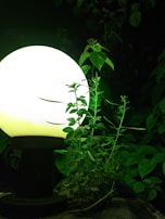 A glowing spherical lamp is positioned on a black stand amidst a lush garden. The bright light from the lamp illuminates the surrounding green leaves and small plants, creating a contrasting and vibrant scene.