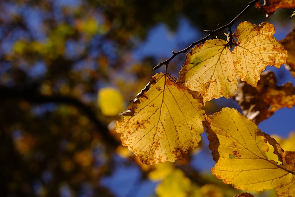 a group of yellow leaves on a tree branch
