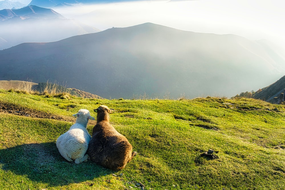 sheep sitting on a hill