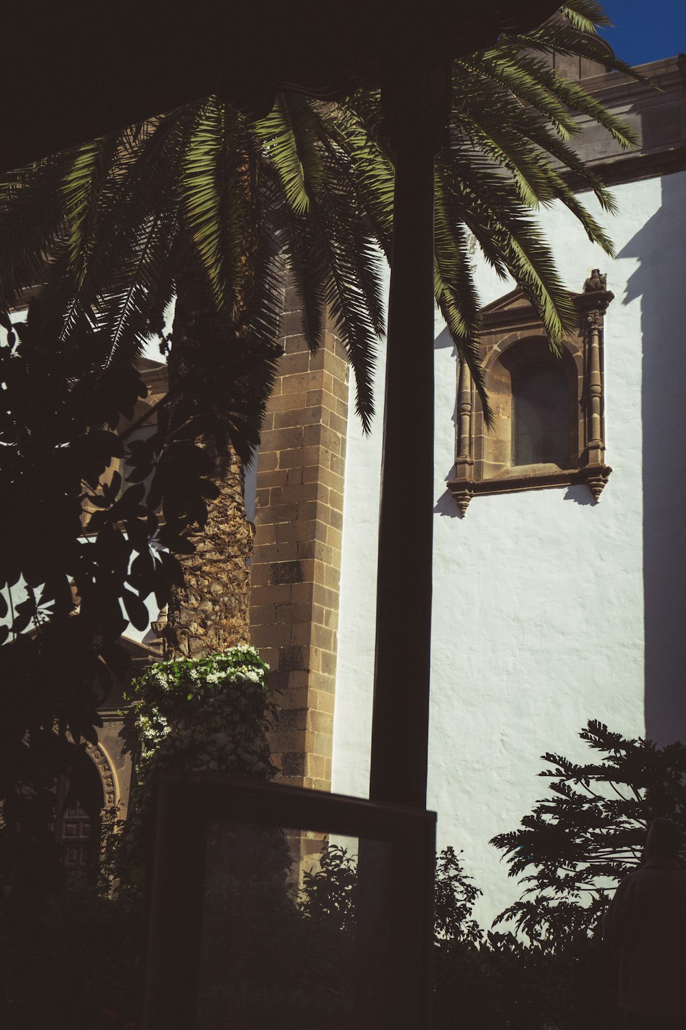 un palmier devant un bâtiment