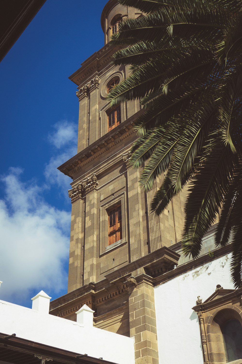 a palm tree next to a building