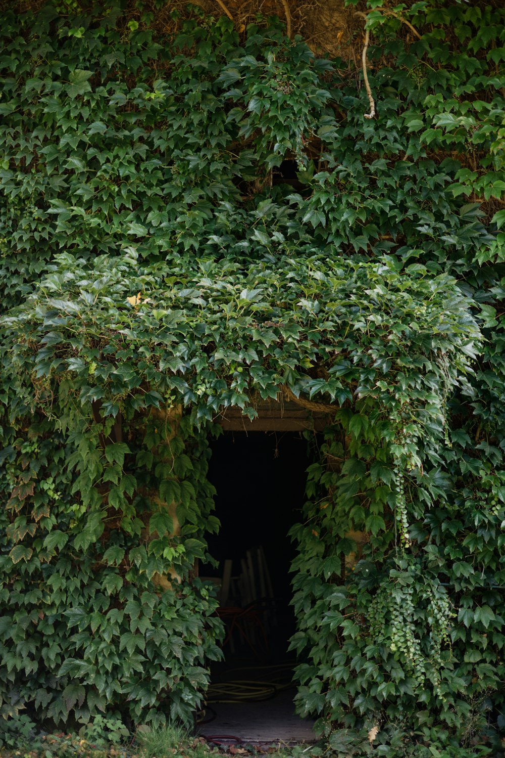 a tunnel in the middle of a forest