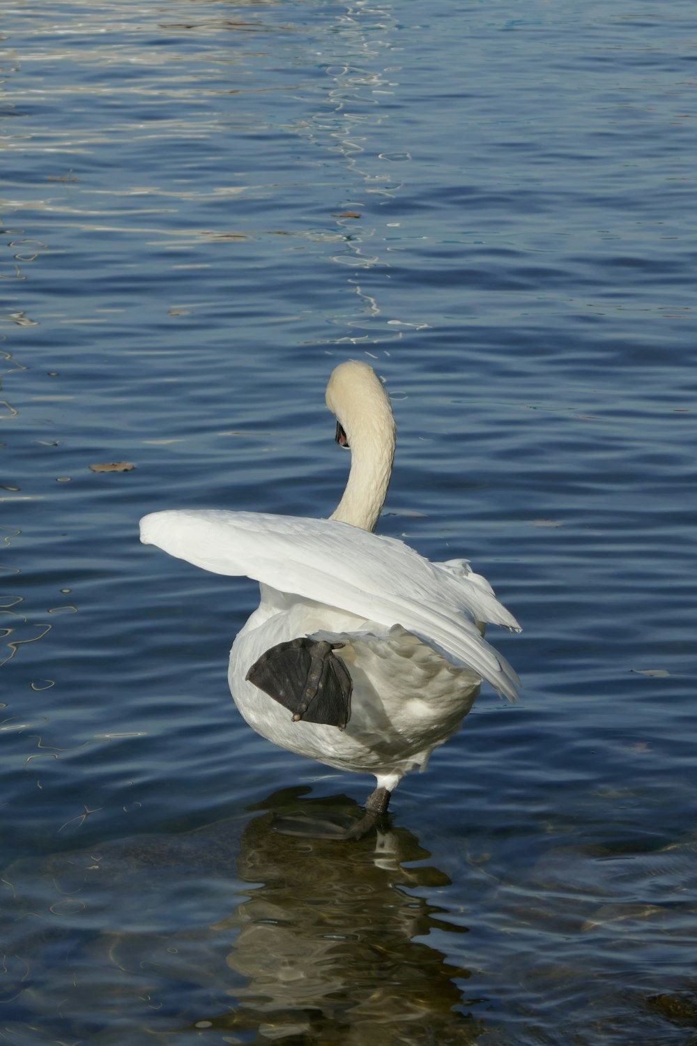 a white bird on a rock in the water