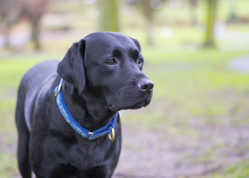Ein schwarzer Hund mit einem blauen Halsband