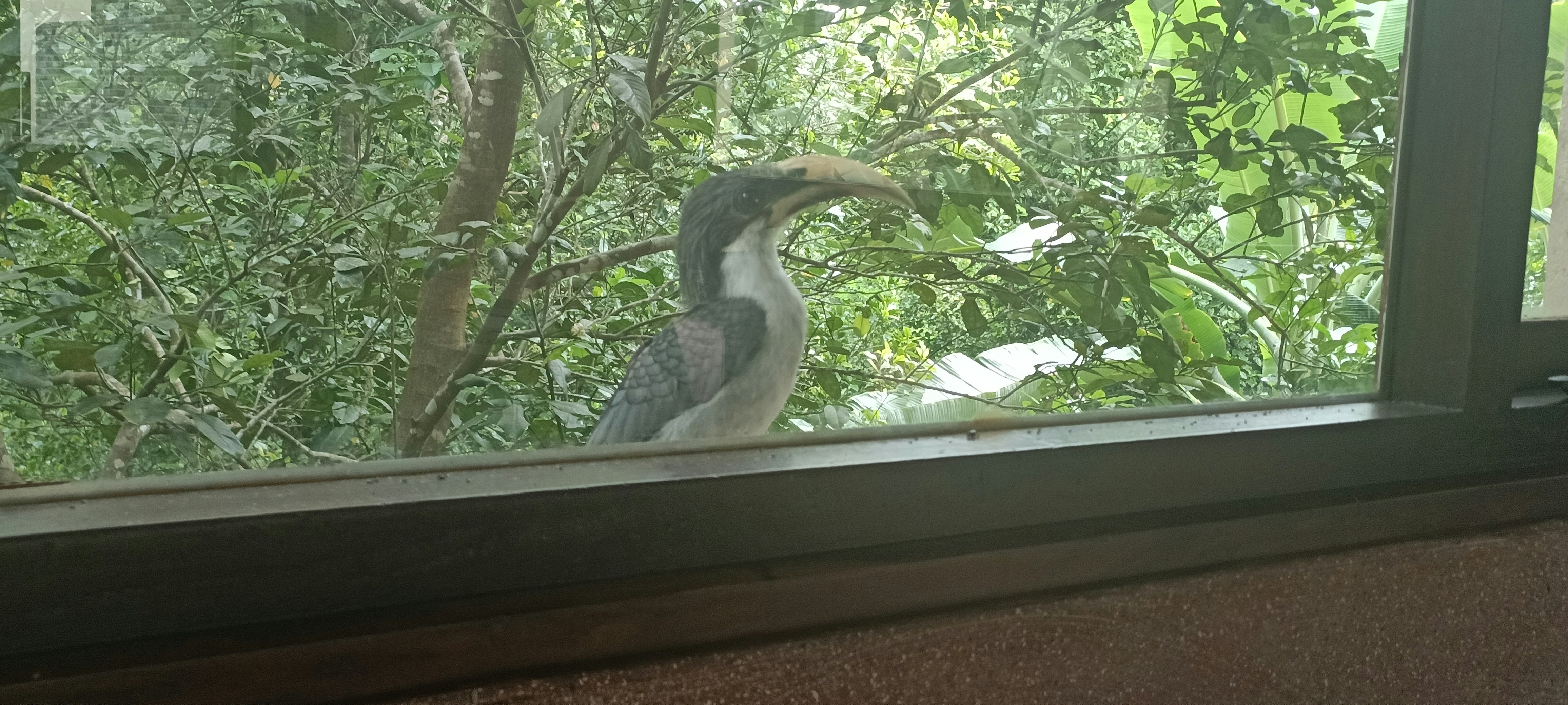 Bahamas Bird Watching Tours