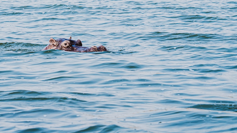 a person swimming in water