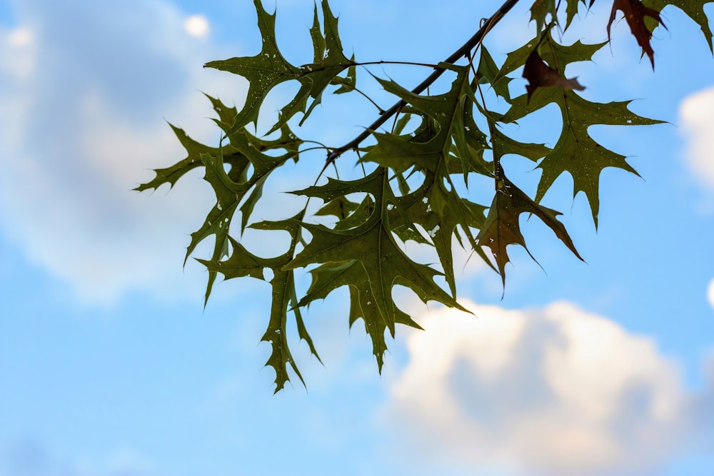 une branche d’arbre avec des feuilles