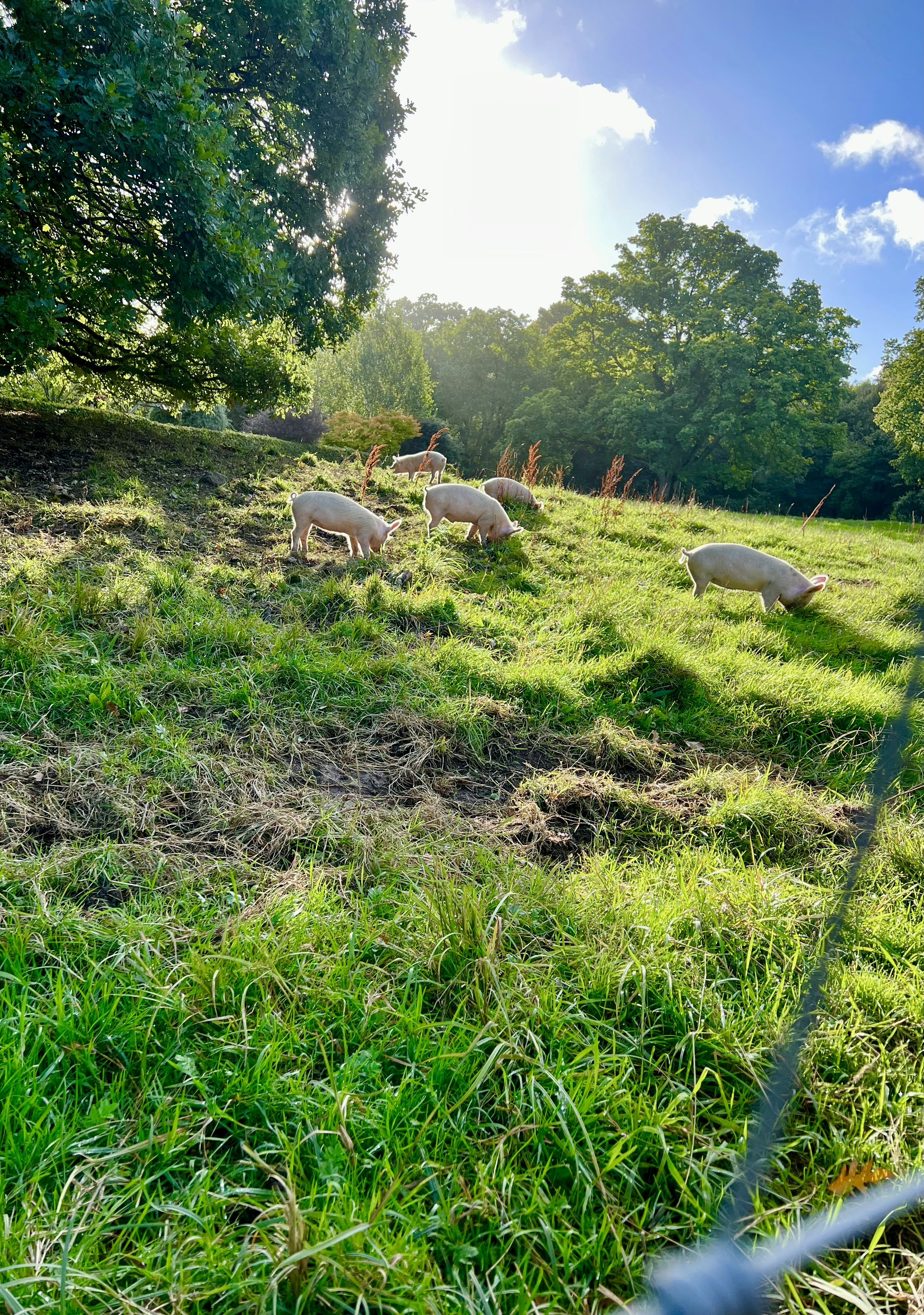 a group of sheep grazing in a field with Guayabo National Monument in the background