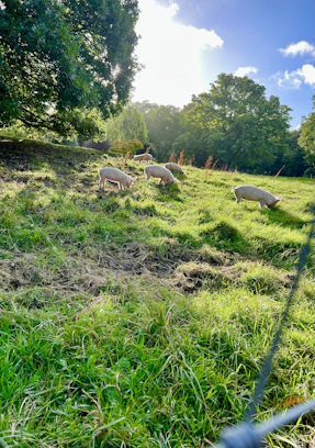 a group of sheep grazing in a field with Guayabo National Monument in the background